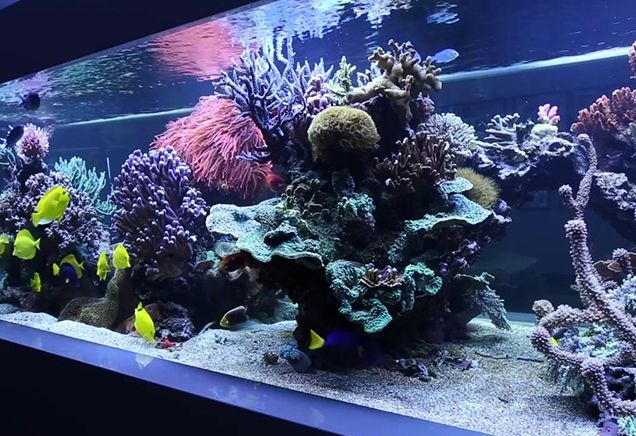 养观赏鱼的水质指标及水质检测